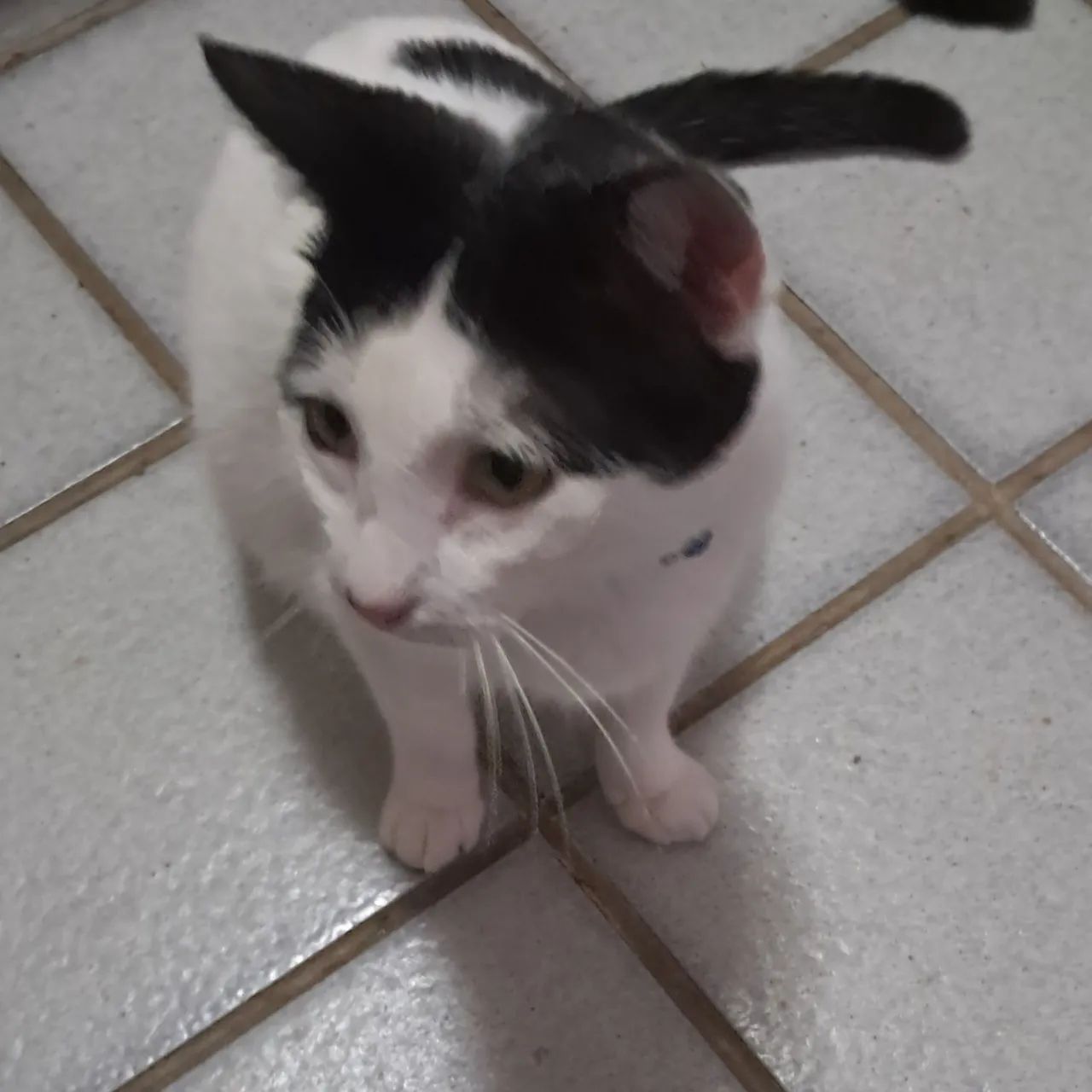Gatinha para adoção  - Foto 4