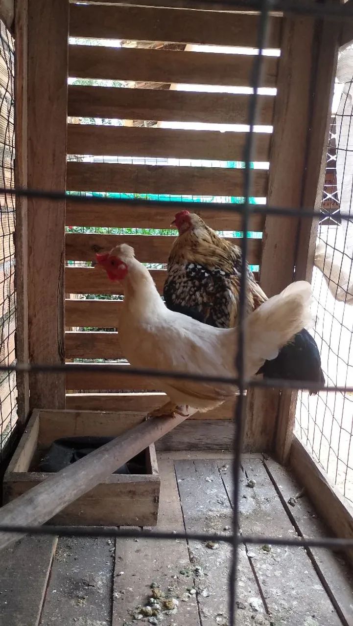 Galinha  - Foto 4