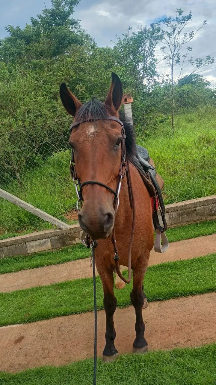 Vendi cavalo 