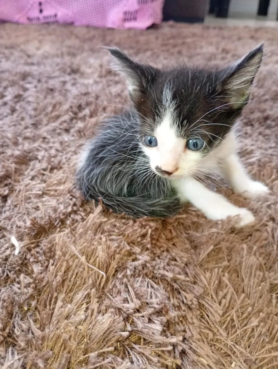Gatos  - Foto 3