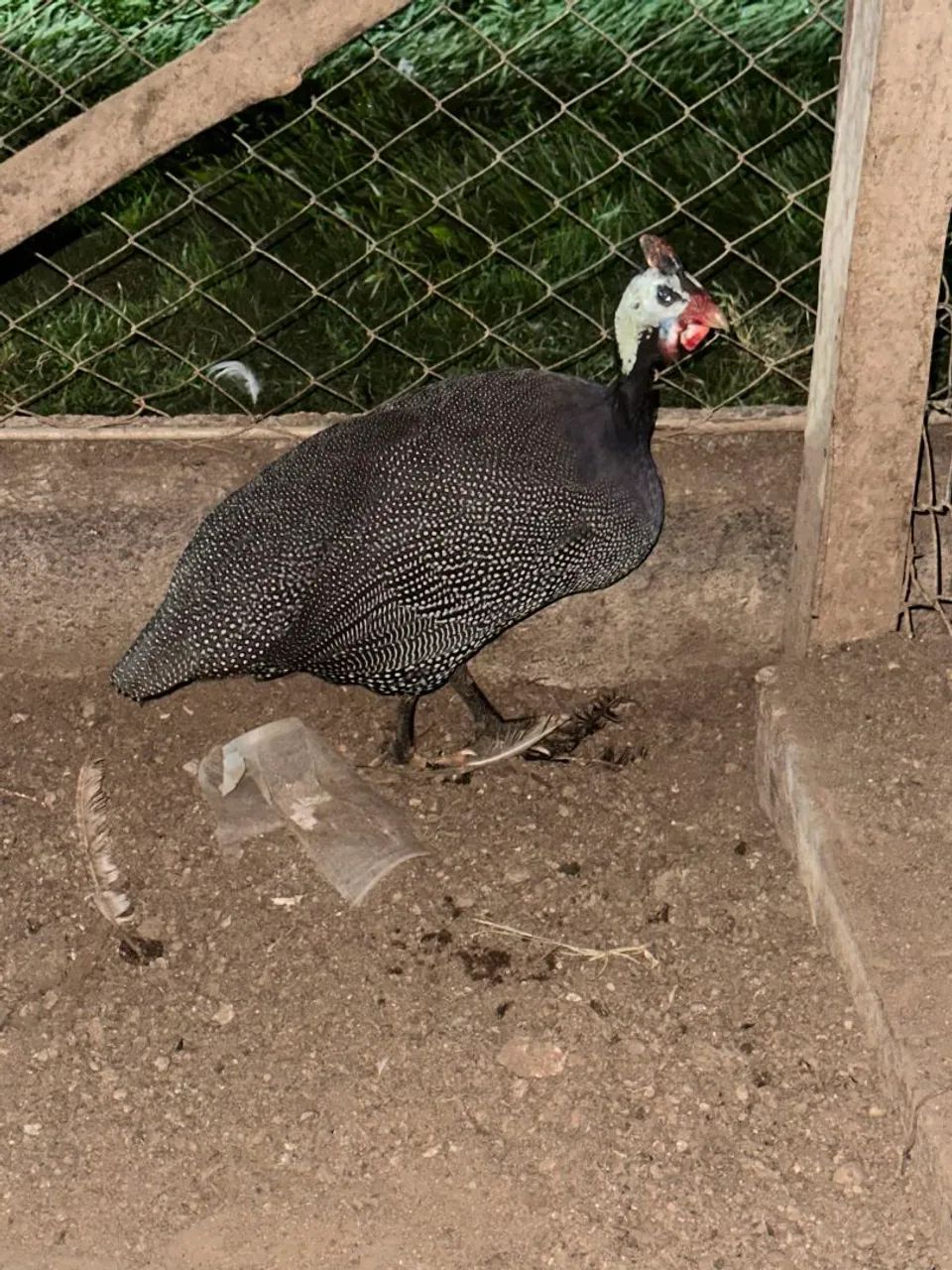 Vendo uma galinha de Angola macho adulto, super saudável.