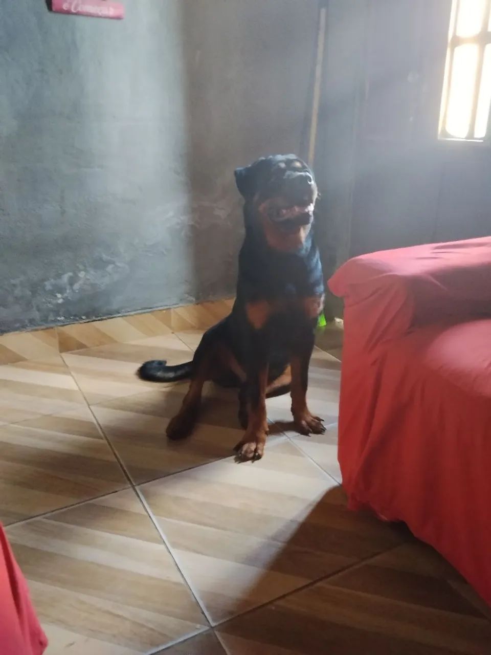 Cachorro Rottweiler  - Foto 2