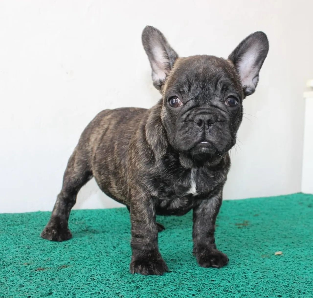 Buldogue francês  - Foto 3