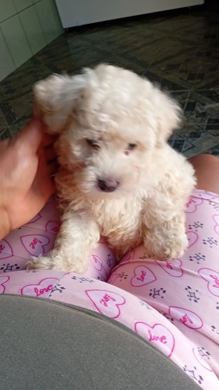 poodle macho com 2 meses 