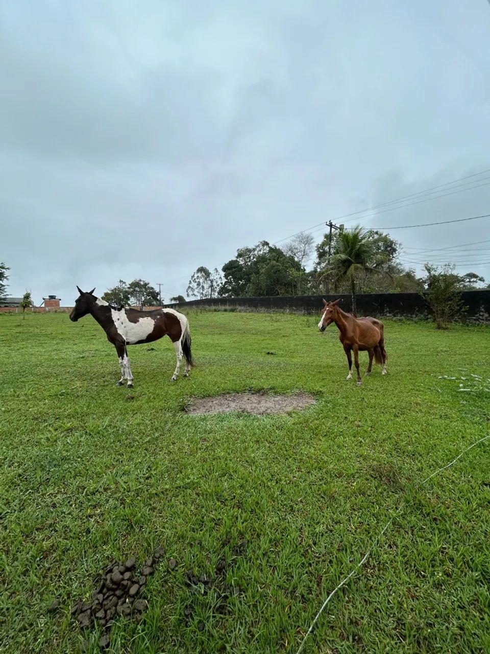 Cavalo - Foto 4