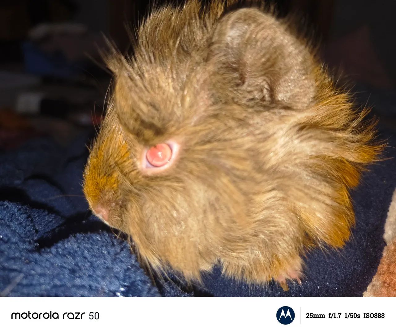 Vendo porquinho da índia peruano macho de 2 meses  - Foto 3