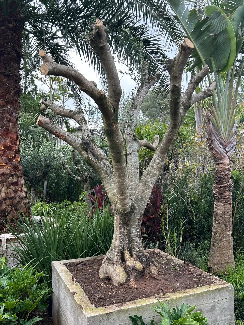 Oliveiras para jardim - Jardinagem e Plantas - Osório 1502671728 | OLX