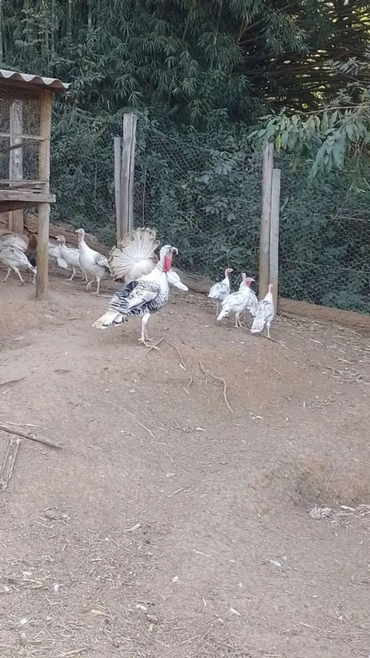 PERU ADULTO E FRANGO