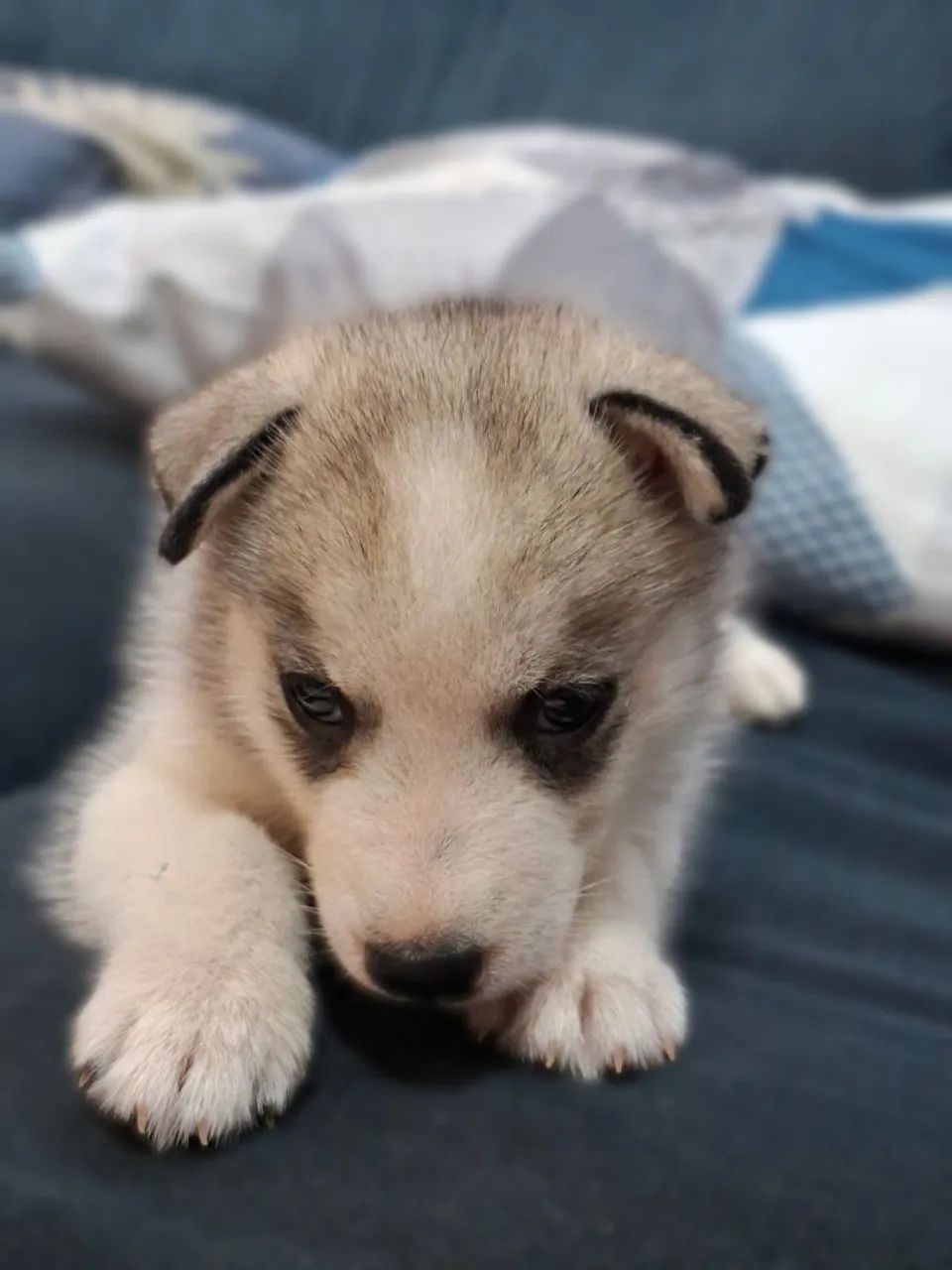 Husky siberiano  - Foto 2
