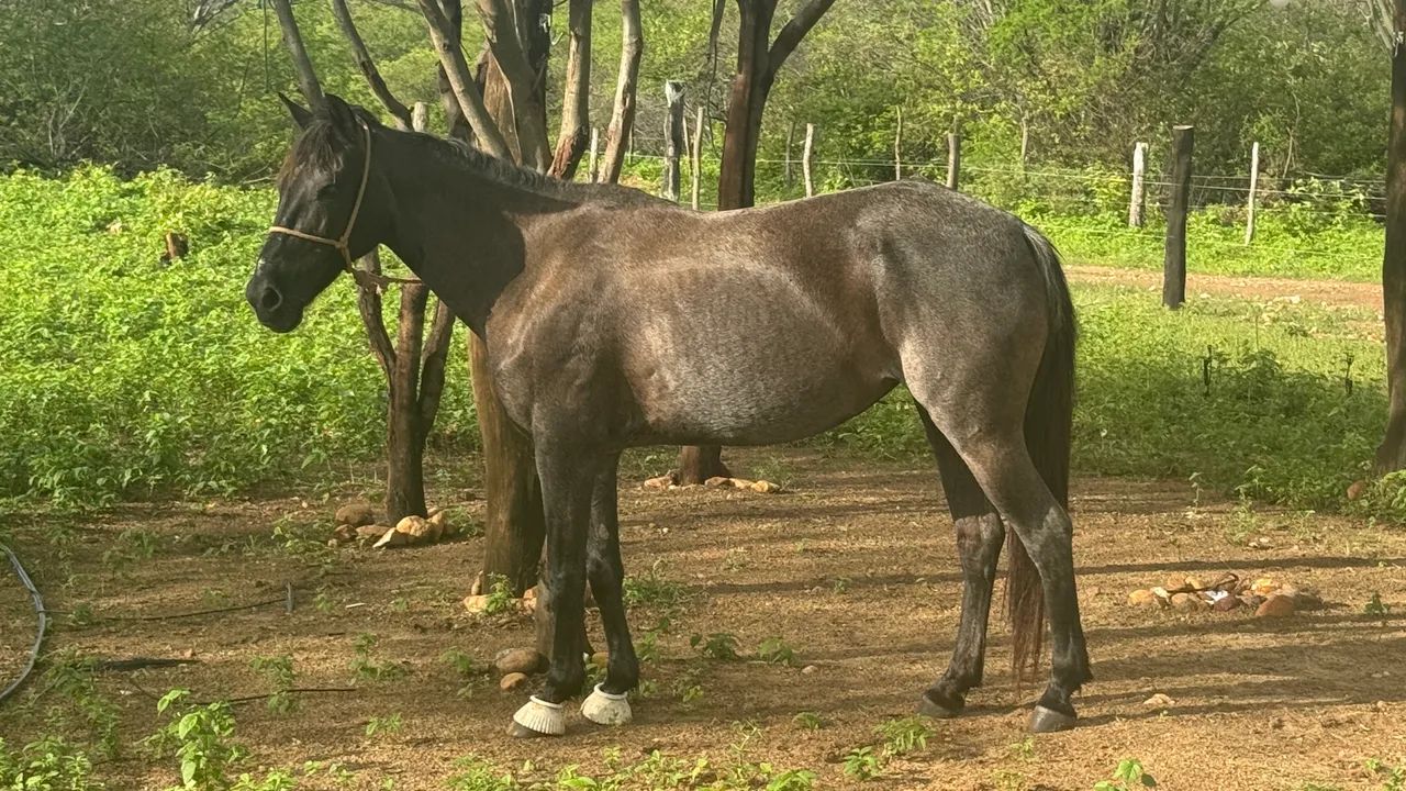 Cavalo  - Foto 3