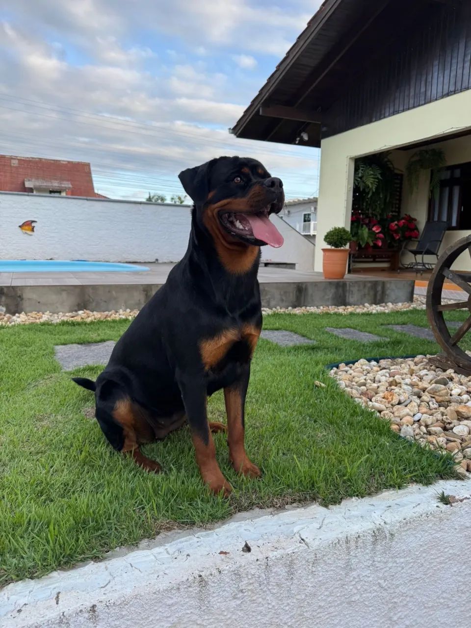 Rotweiller fêmea  - Foto 3