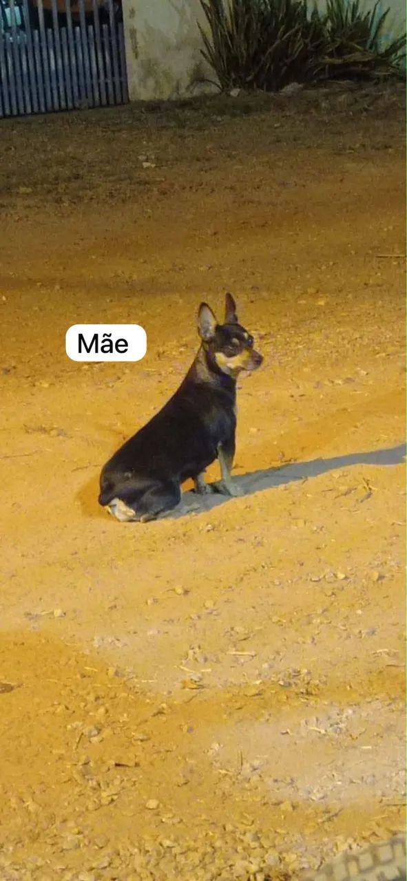 Filhote de pinscher - Foto 4