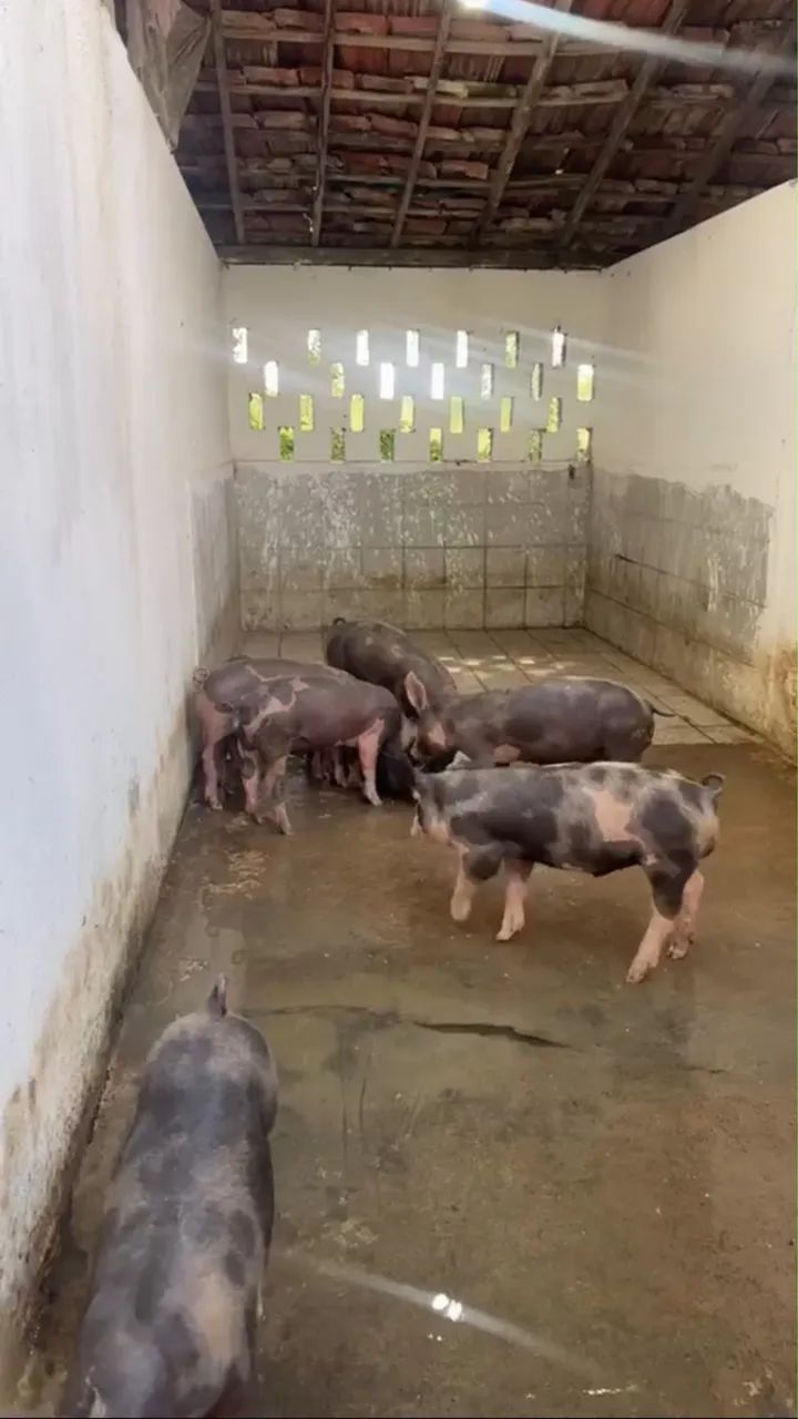 Porco e carne  - Foto 2