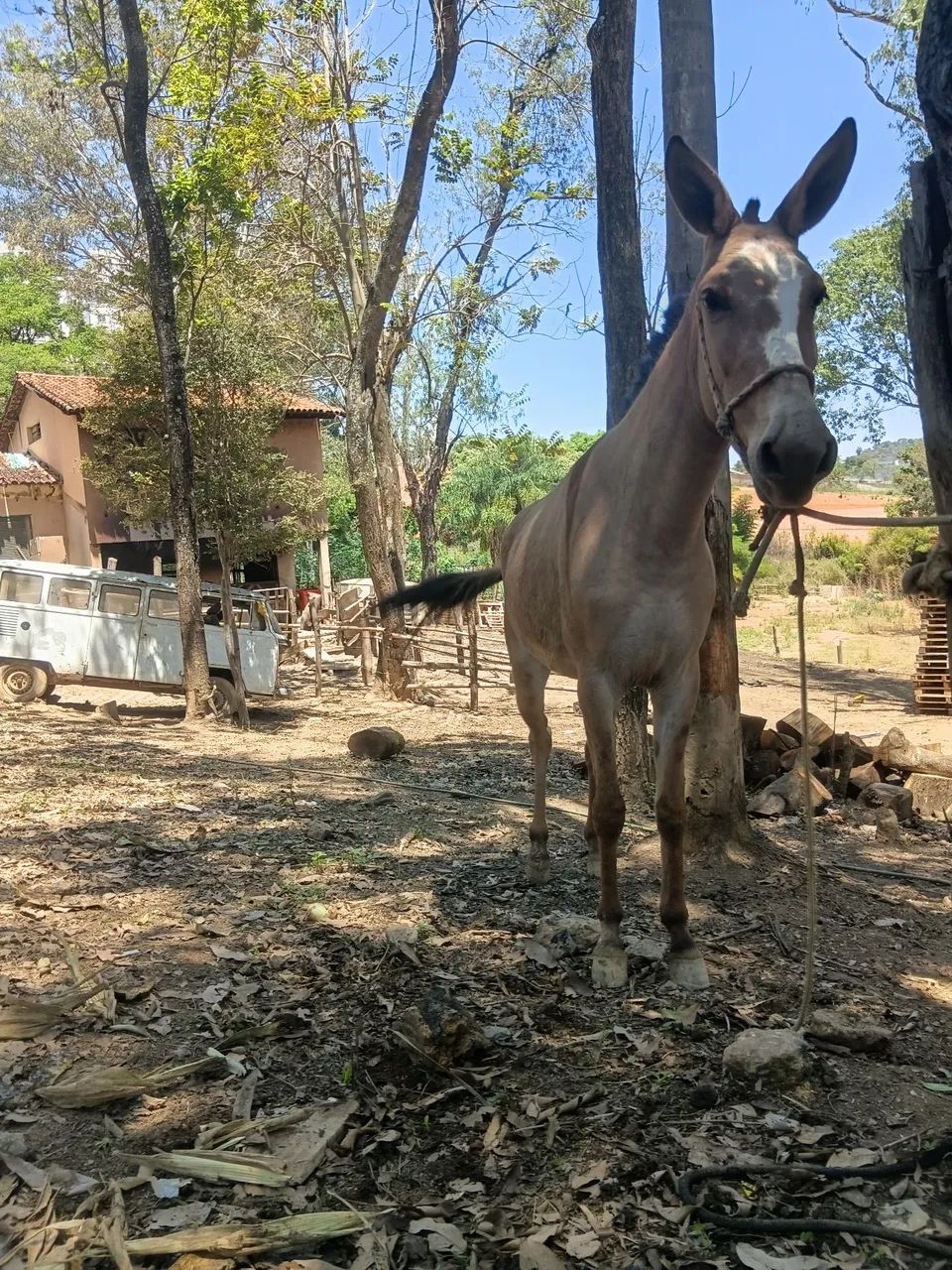 Mula nova 2 anos  - Foto 3