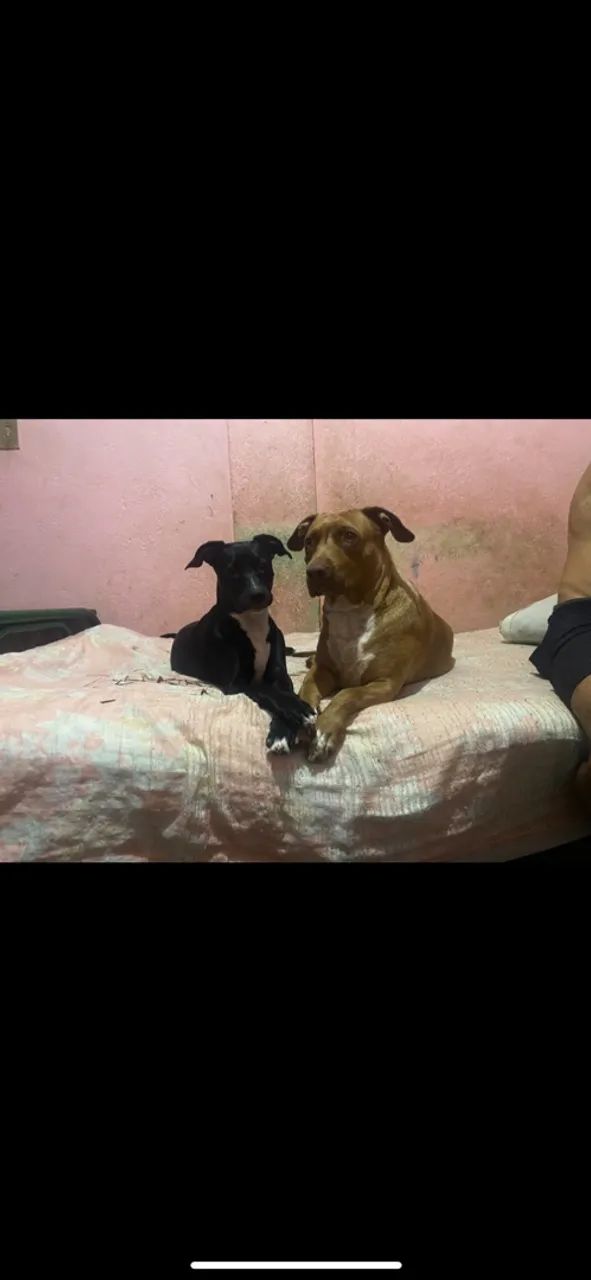Doa-se mistura de pitbulls  - Foto 2
