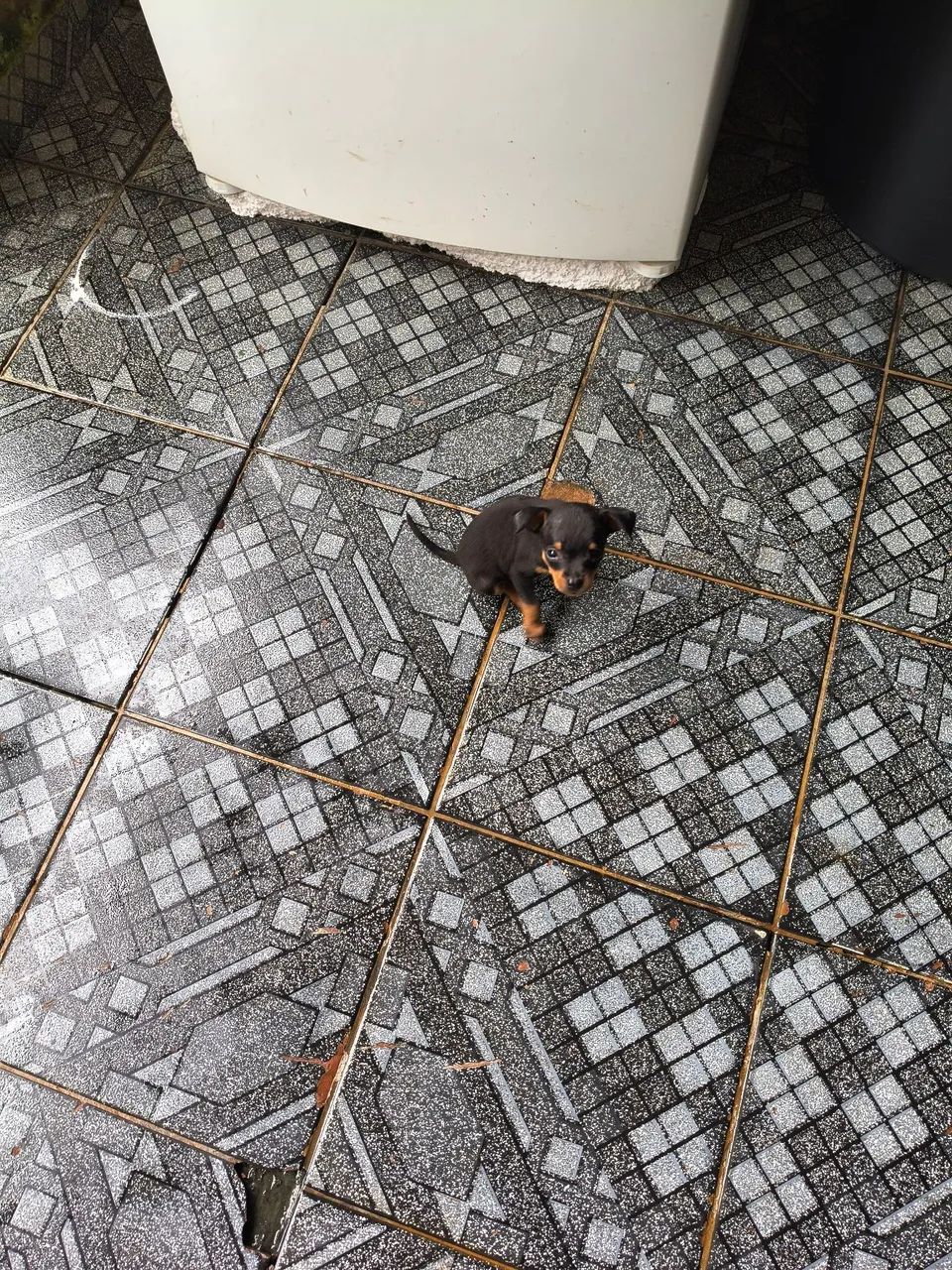 ESTOU VENDENDO PINSCHER FILHOTE  - Foto 3