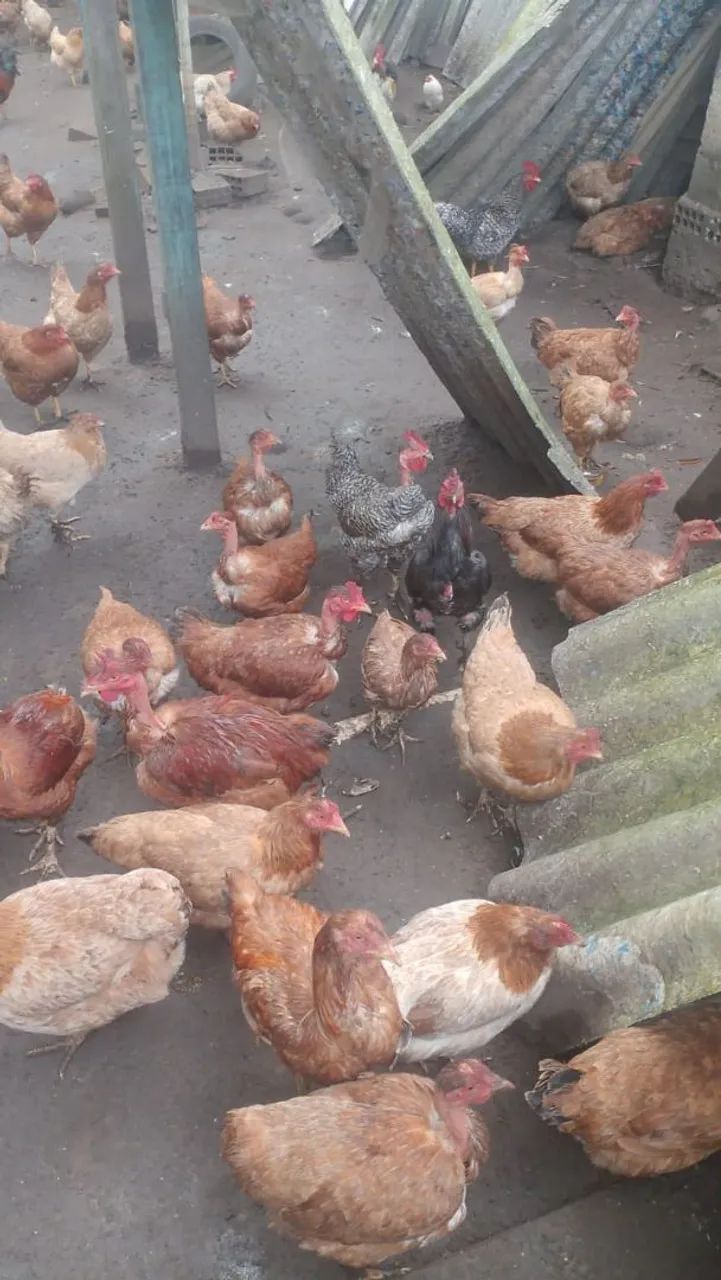 Vendo galinhas e galos caipiras e poedeiras  - Foto 3