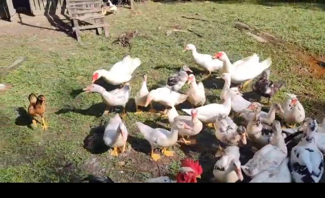 PATO - Foto 2