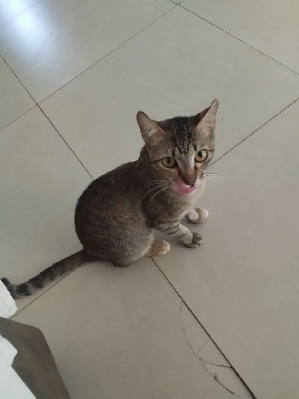 Doa-se gata castrada 