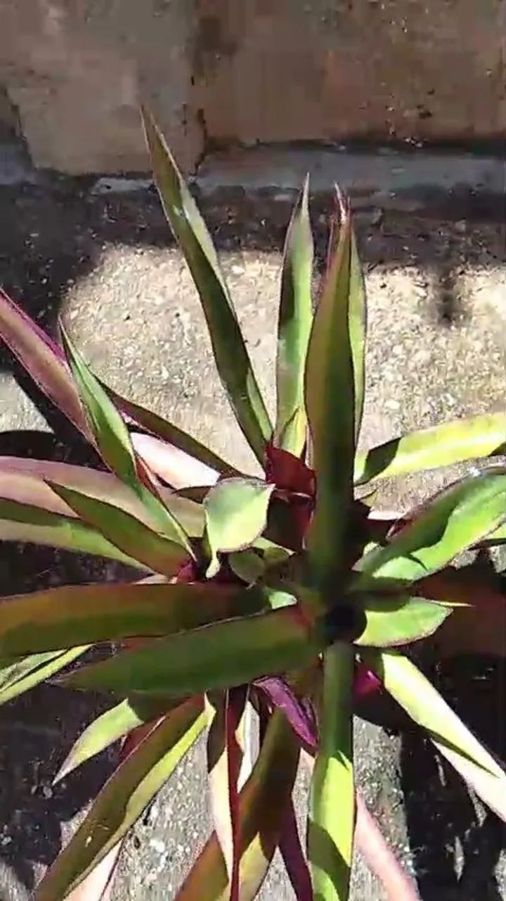 Plantas diversas  - Foto 3