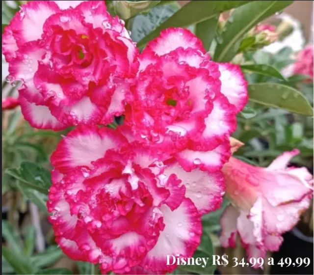 Flor do deserto - Foto 5