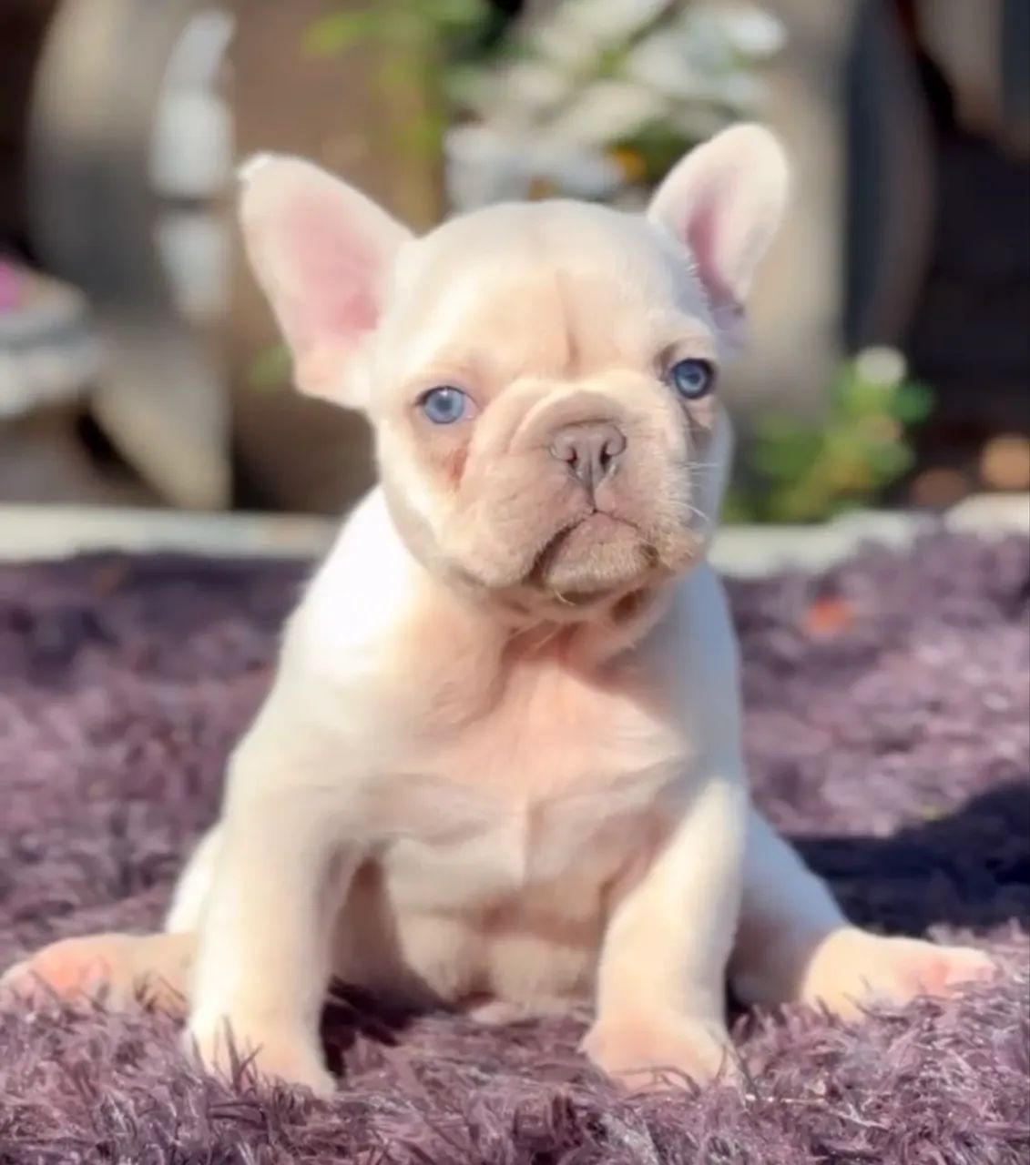 Bulldog Francês  - Foto 2