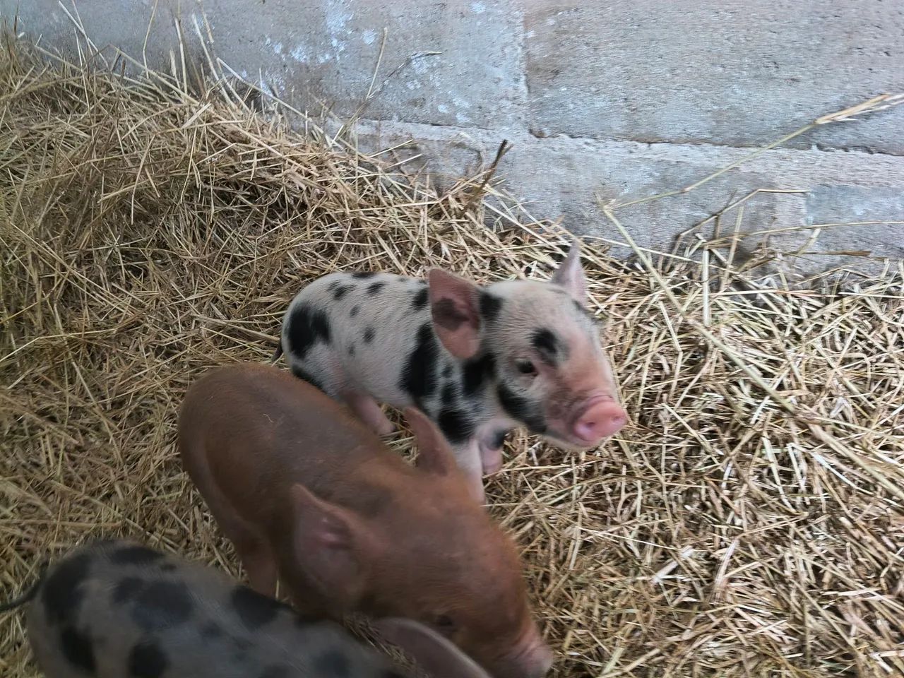Mini porco / mini pig  - Foto 4