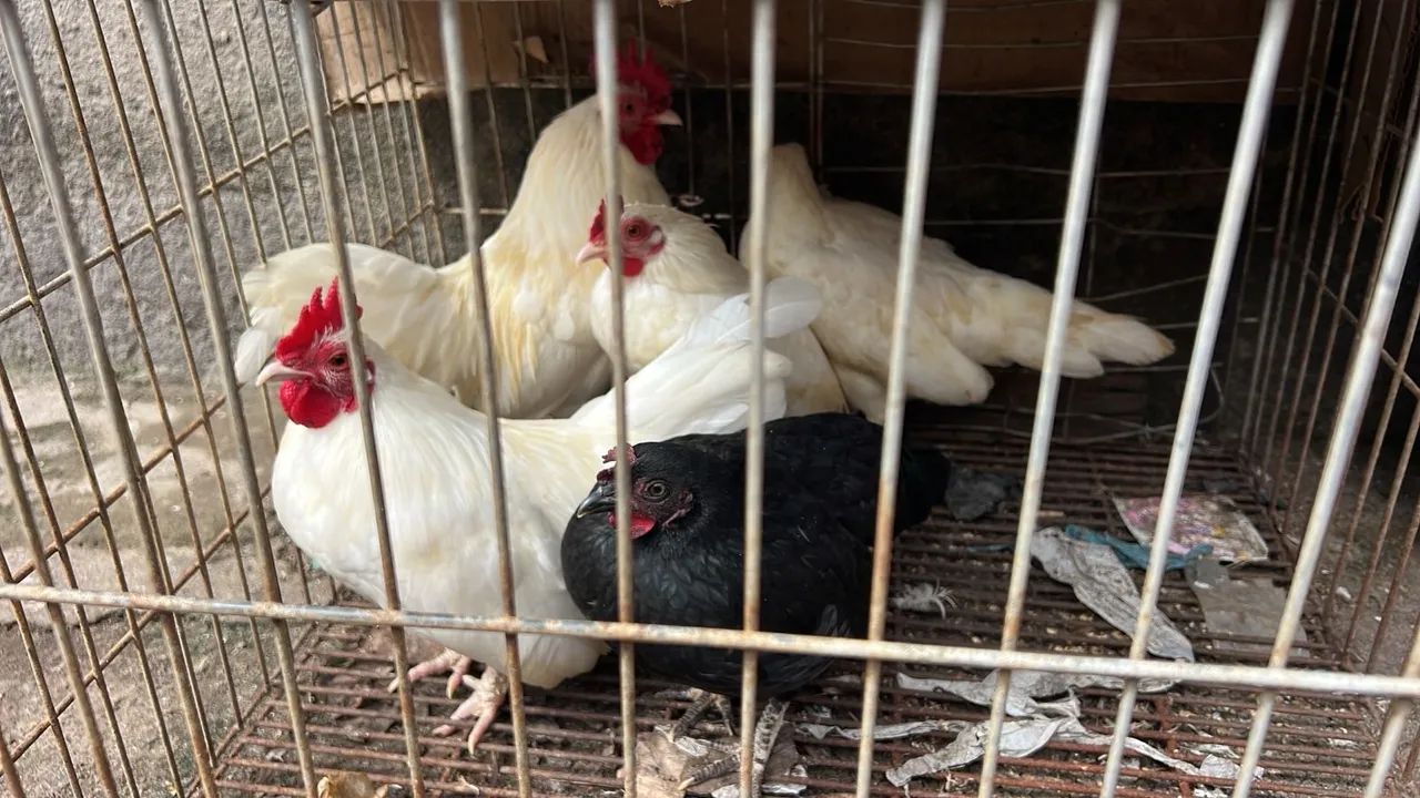 Vendo galos e galinhas garnizé  - Foto 3