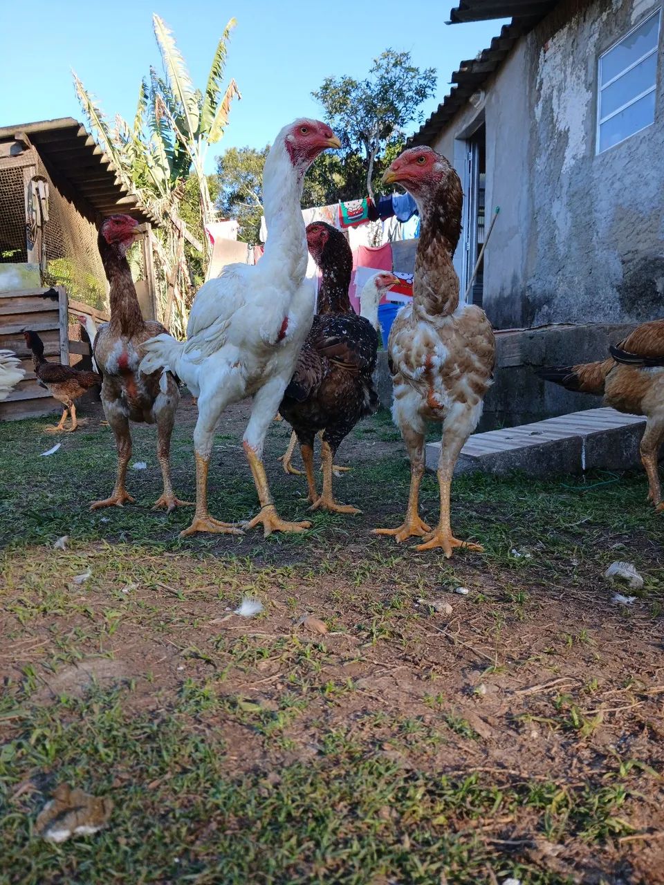 Franguinho indio gigante  - Foto 4