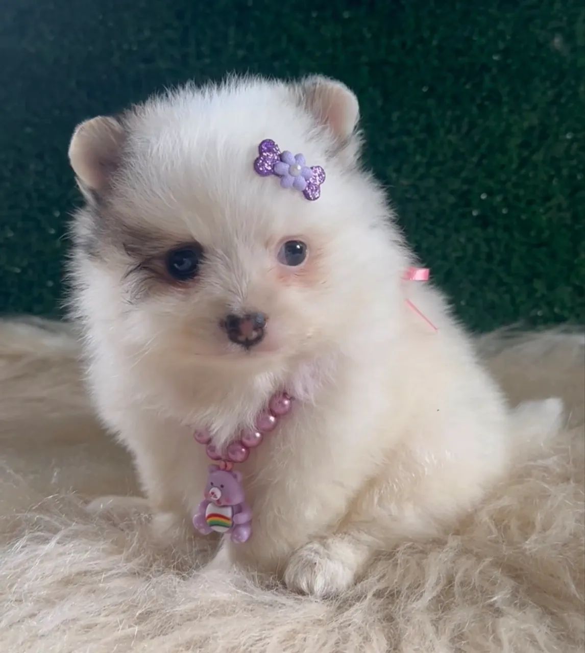Lulu da Pomerânia anão 