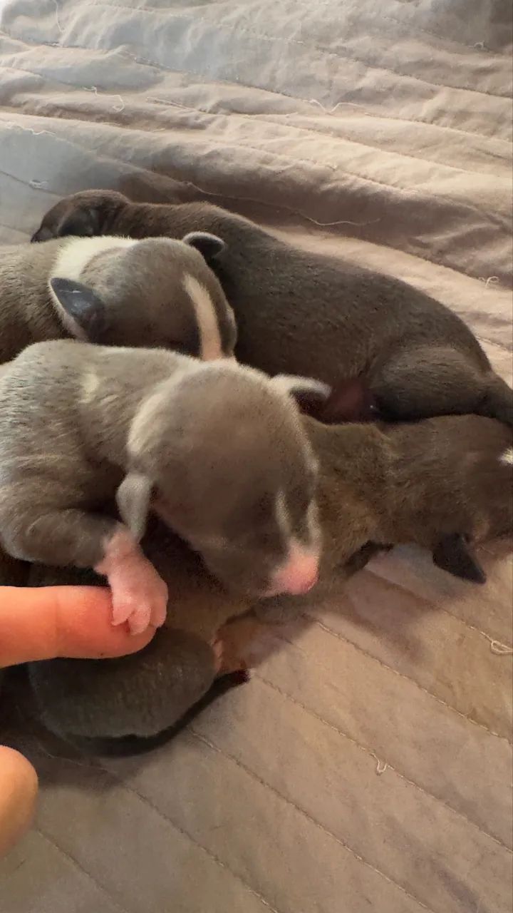 Galgo italiano  - Foto 4