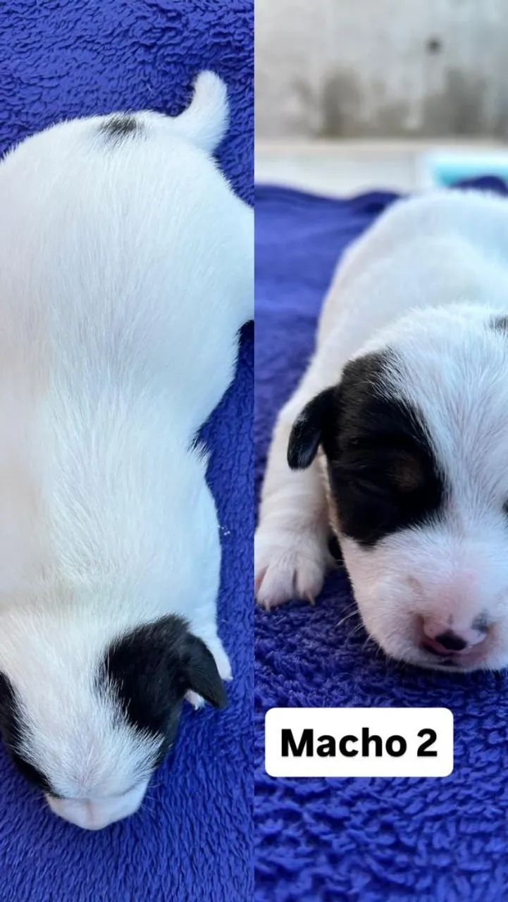 Filhotes de Jack Russel  - Foto 3