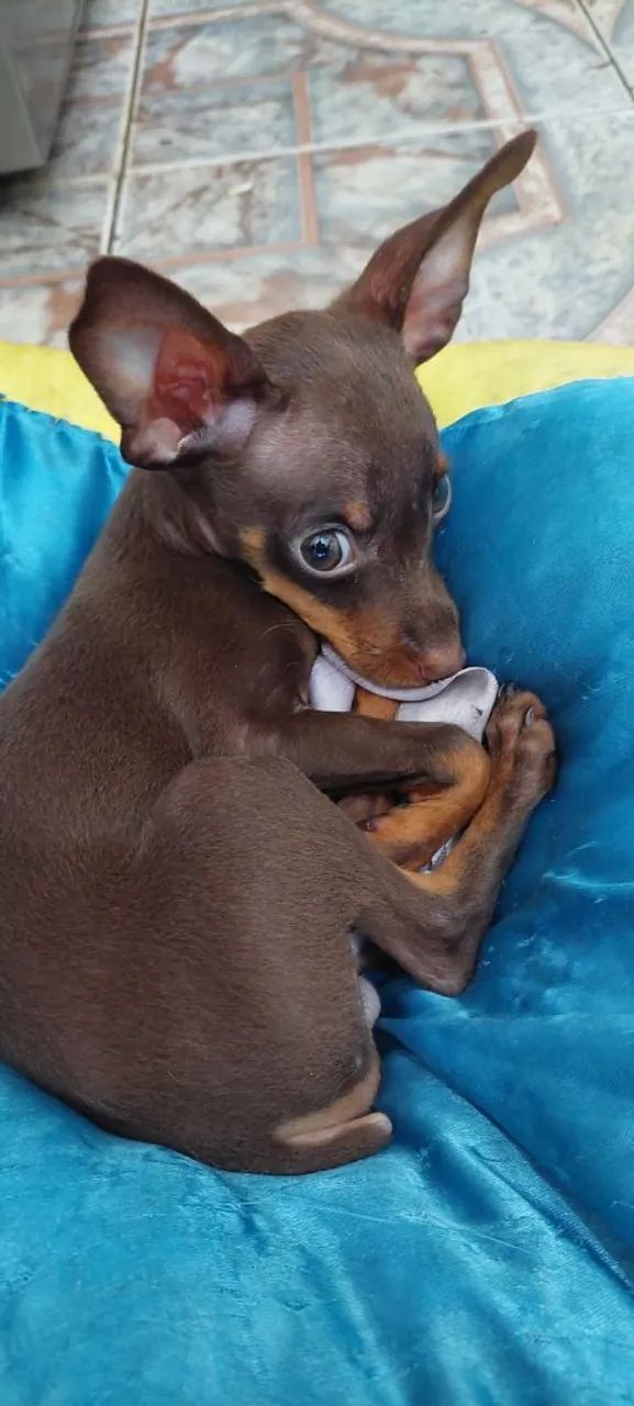 Pinscher zero macho  - Foto 5