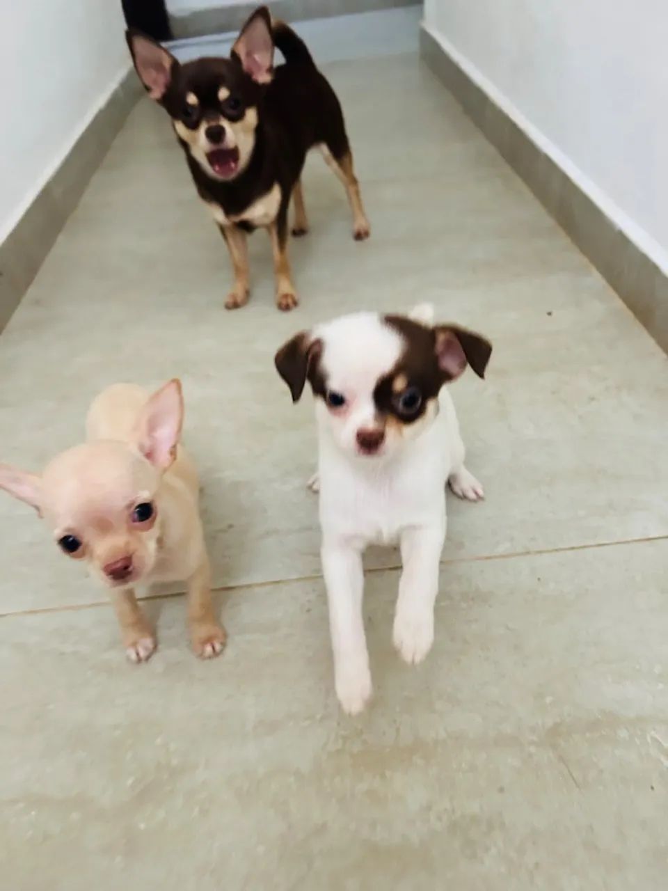 Chihuahuas  - Foto 2