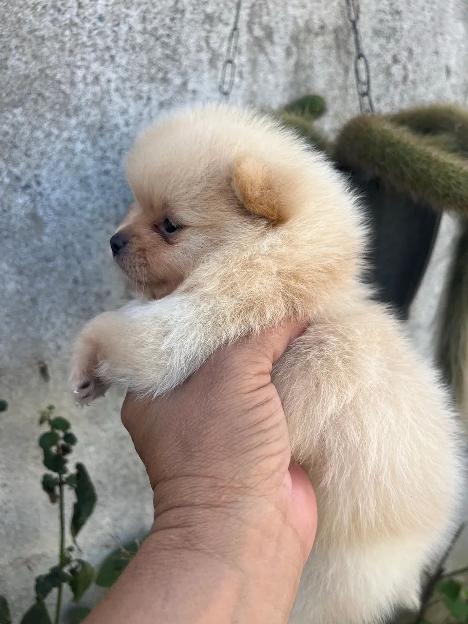 Bebês machos de Lulu - Foto 4