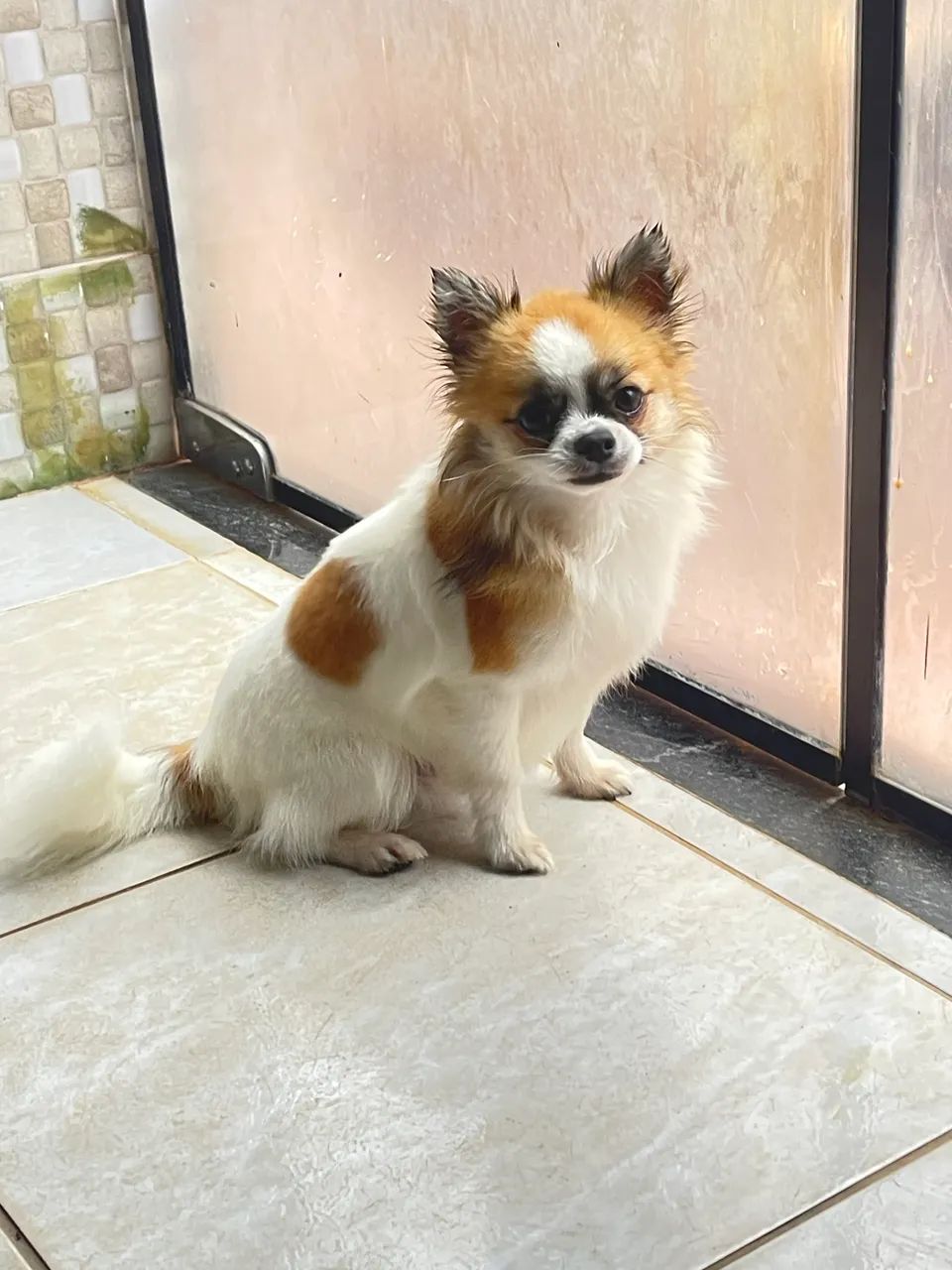 Chiuhuahua para cruza - Foto 3