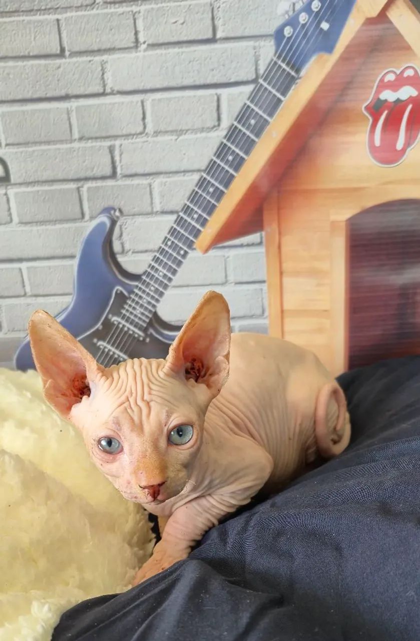 Sphynx macho White  - Foto 4