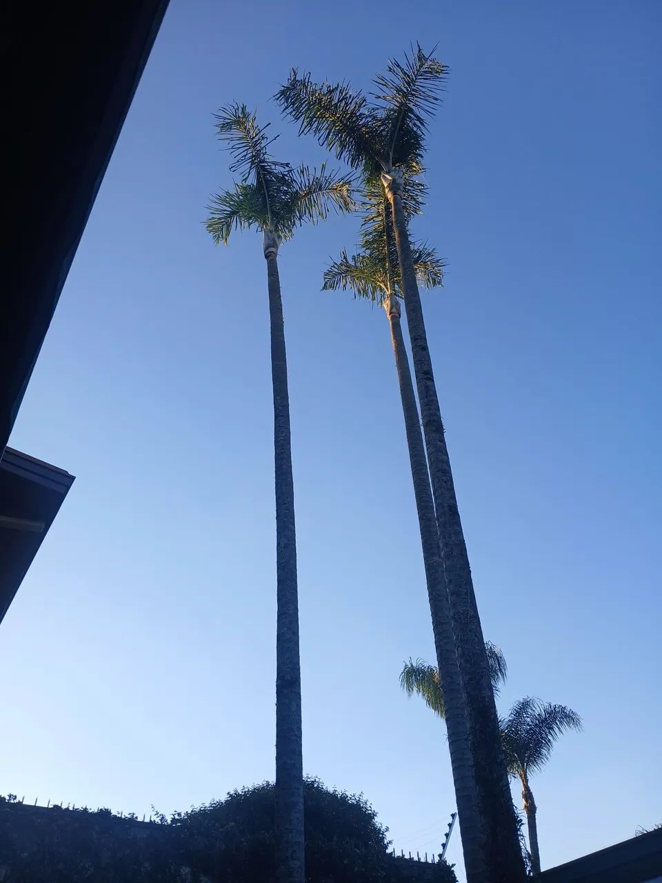 Serviços de podas de arvores ou palmeiras.eiras altas e jardinagem  - Foto 2