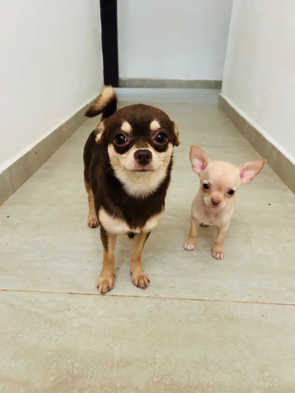 Chihuahuas  - Foto 3