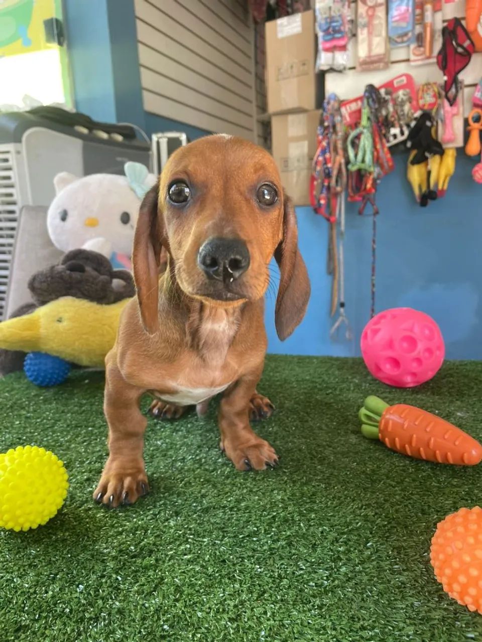 Basset cofap - Foto 2