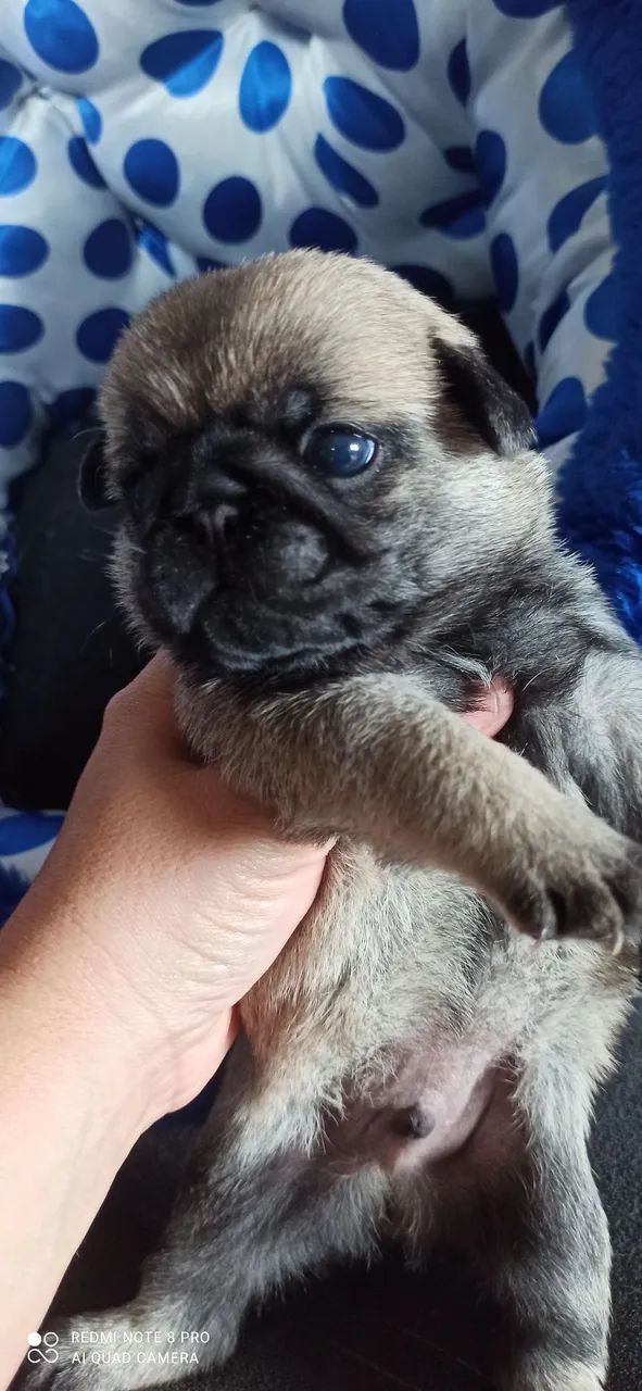 Macho de pug - Foto 4