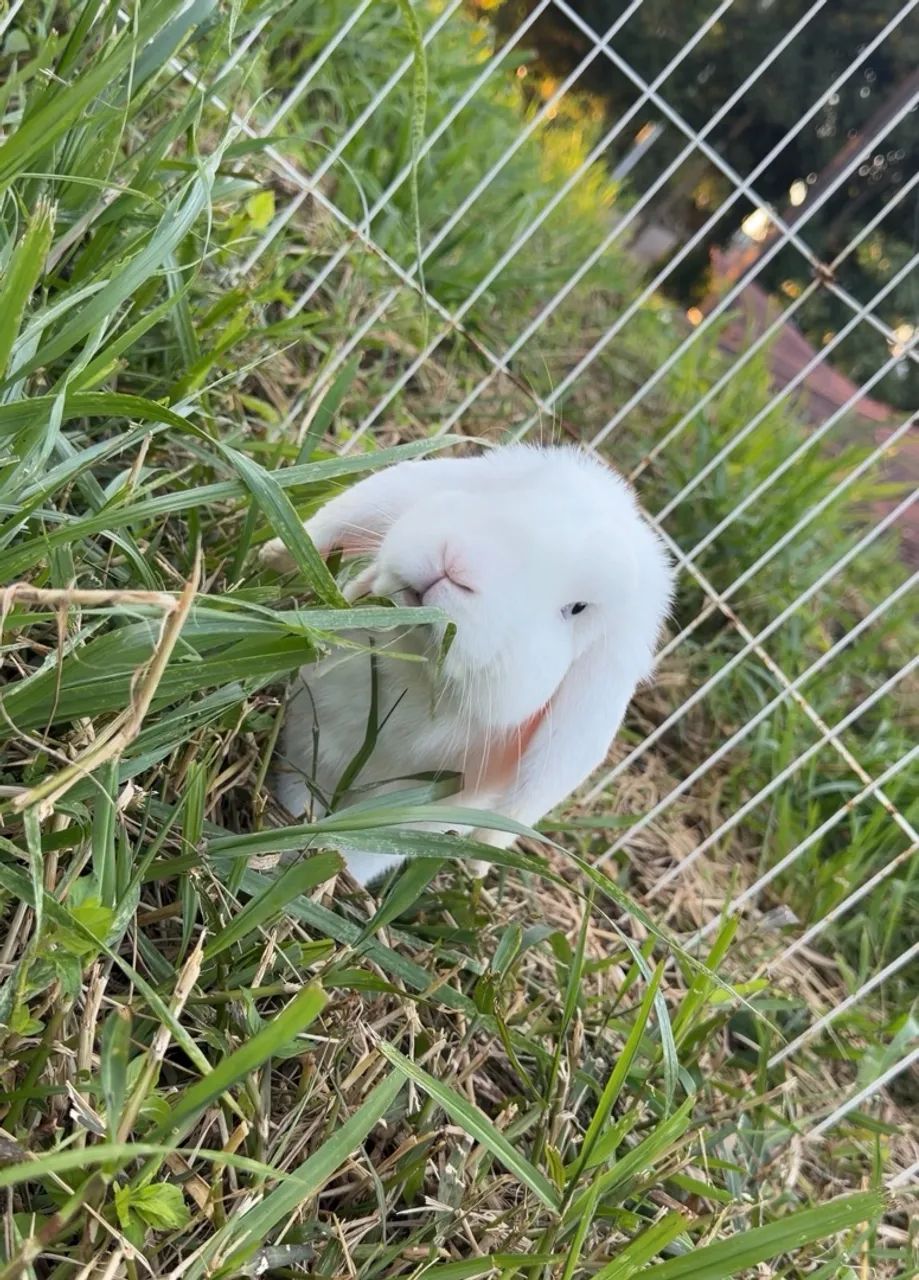 Mini Lop Macho - Foto 4