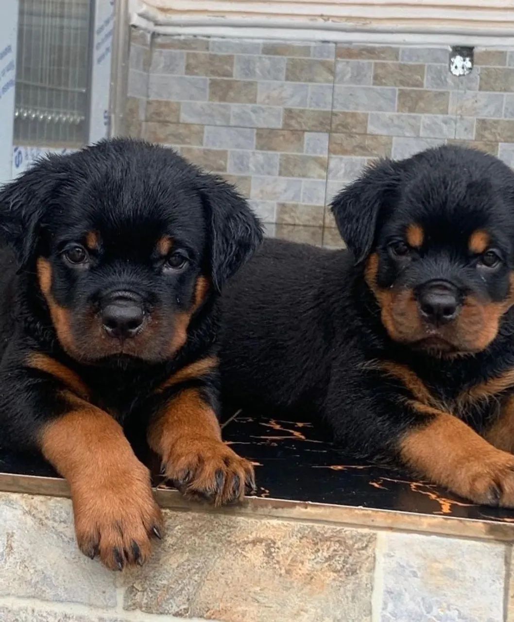 Rottweiler lindo e saudavel 