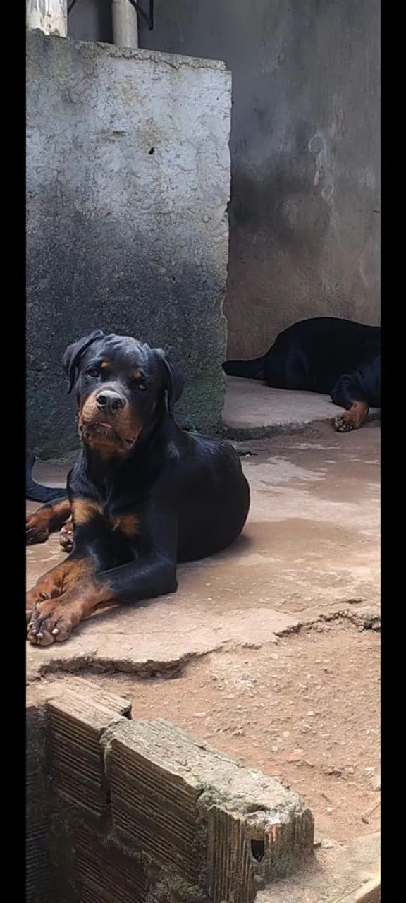 Rottweiler 