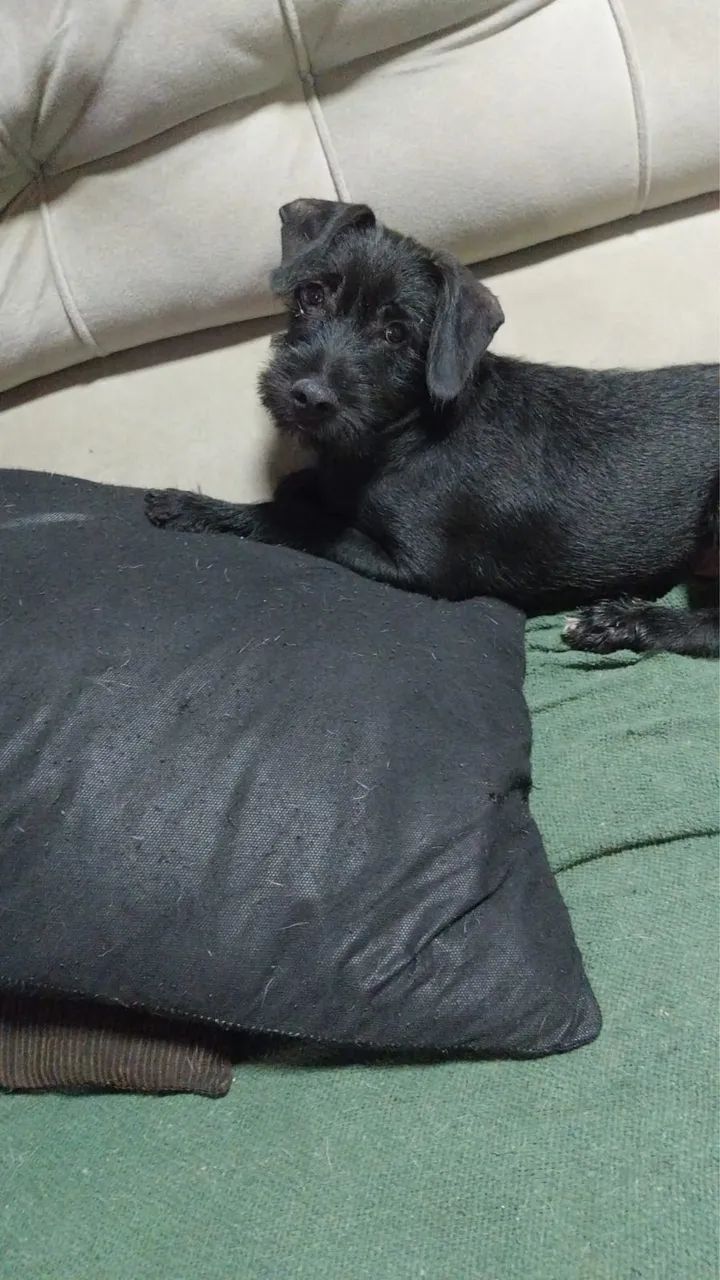 Doação Schnauzer - Foto 2
