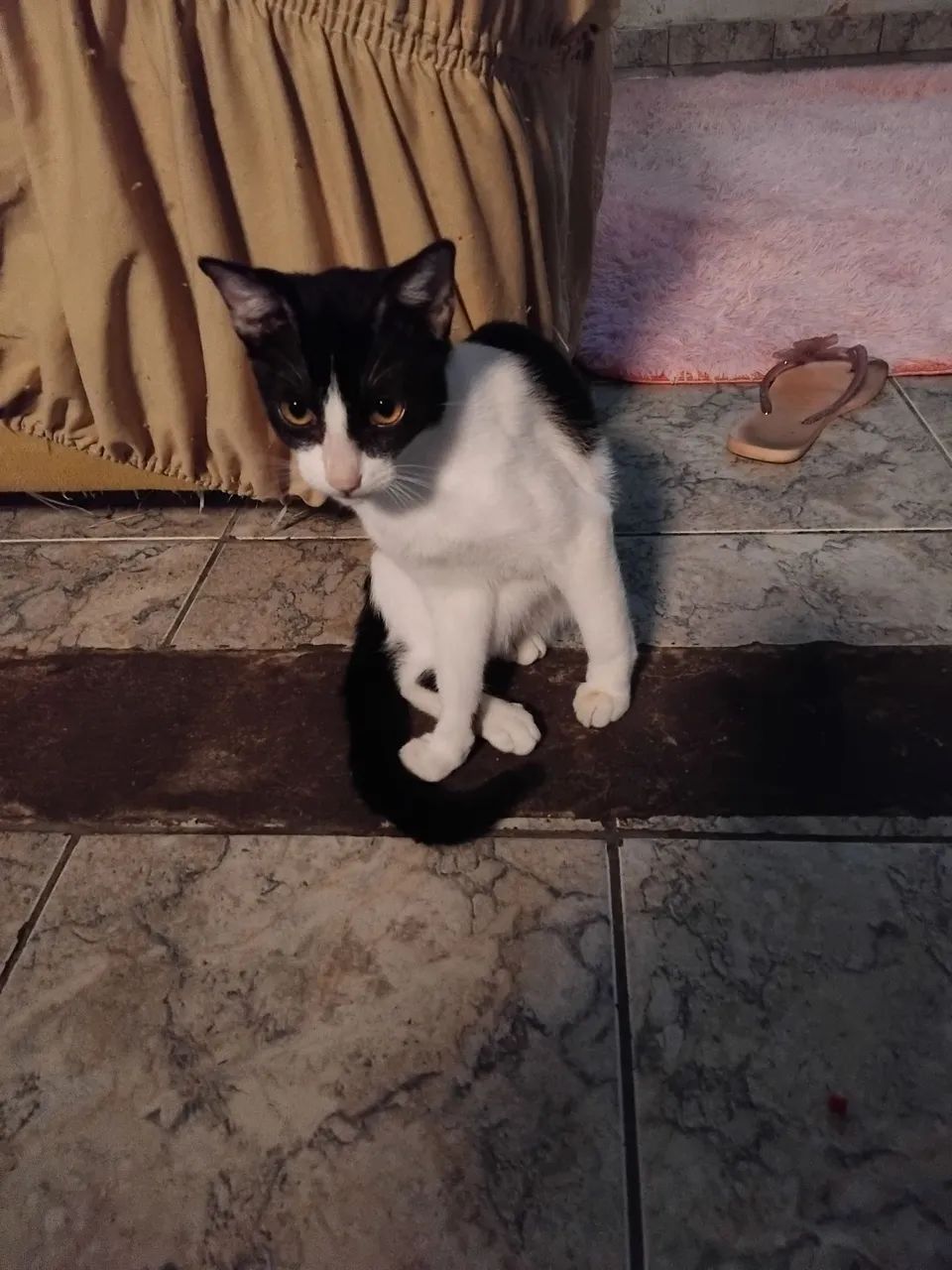 Gatinho macho de 6 meses manso e docil