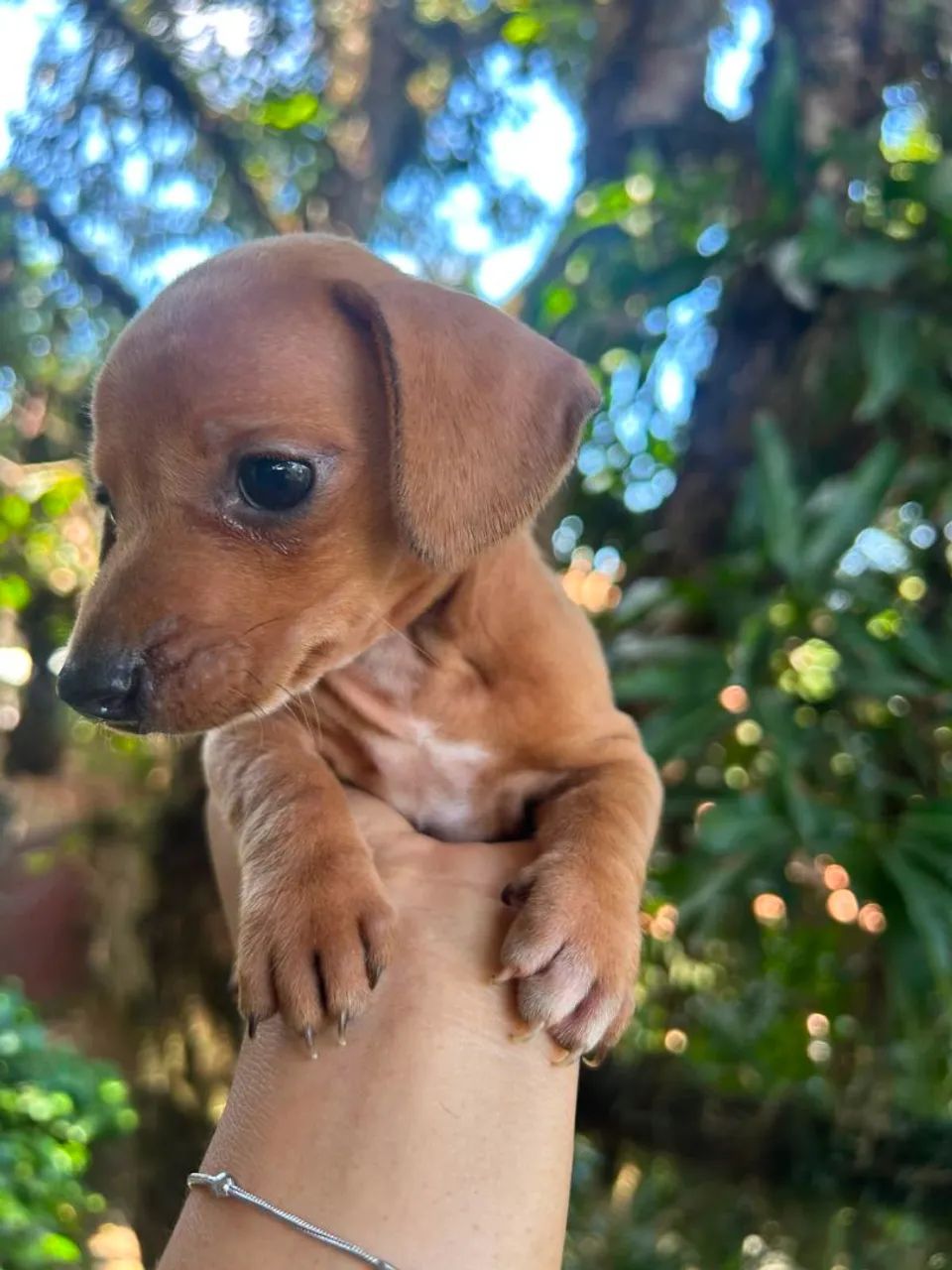Dachshund SALSICHA macho (venda)