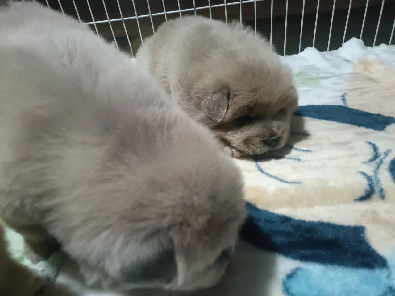Chow Chow americano - Foto 4