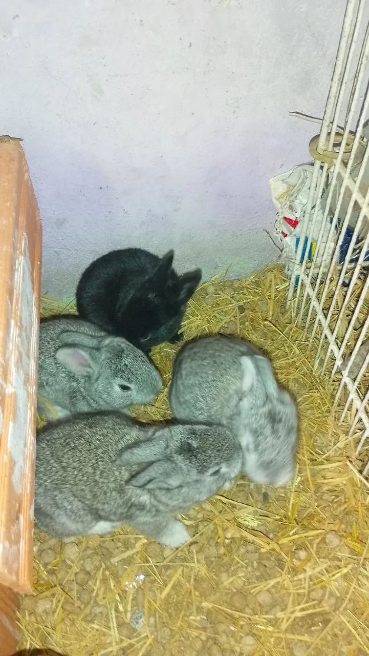 Coelho  - Foto 3