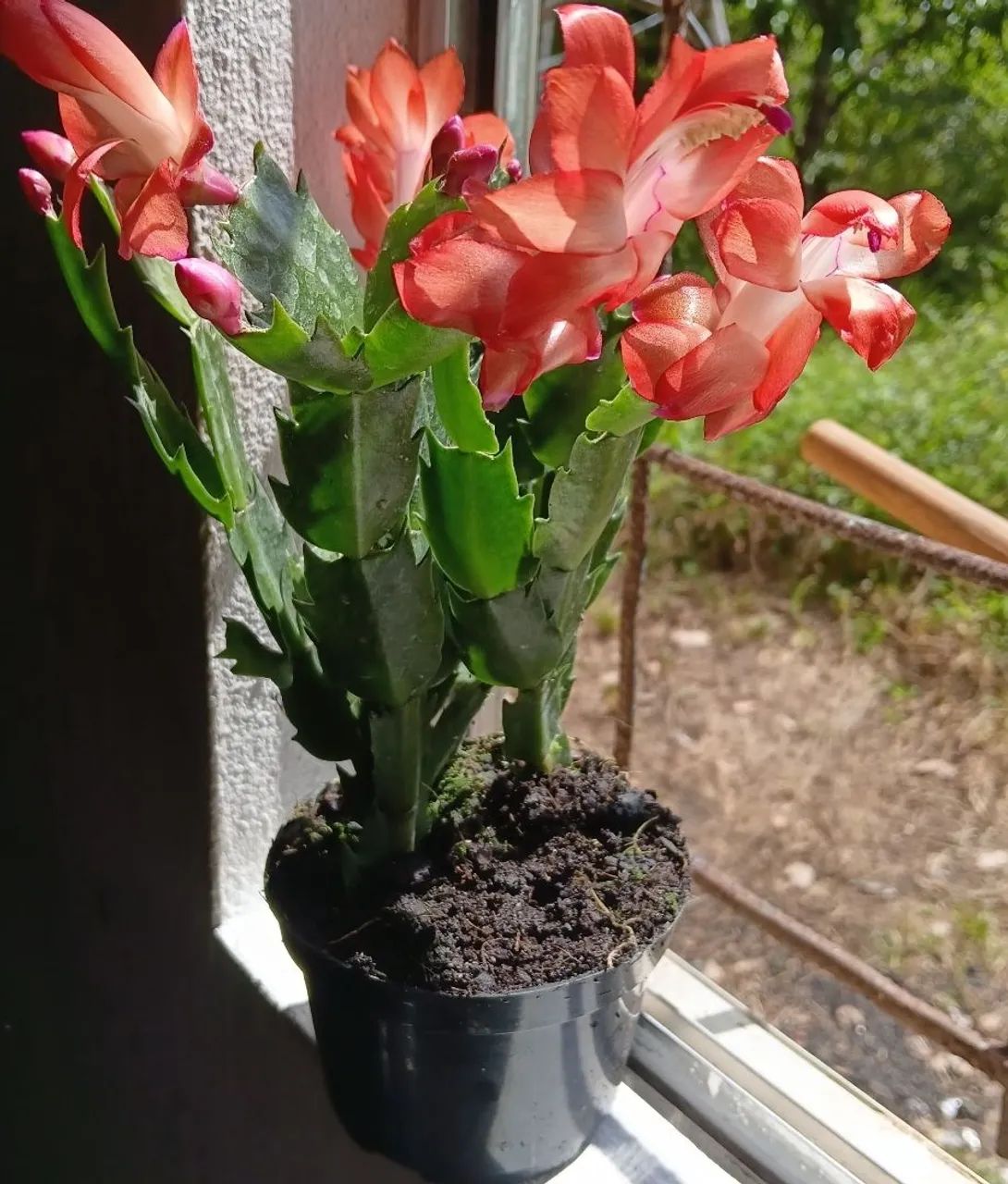 Plantas ornamentais 